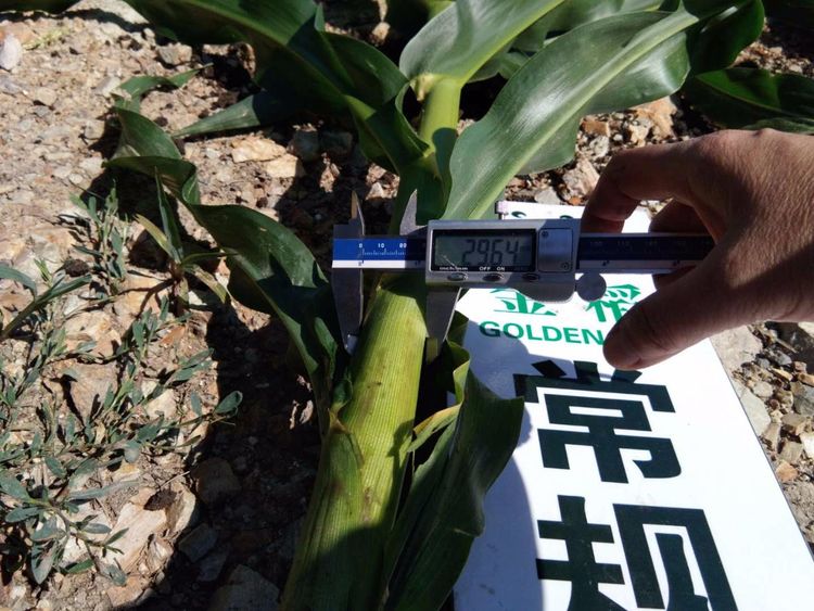 黑龍江雙鴨山市與佳木斯市的超聲波玉米、水稻種植田調(diào)查